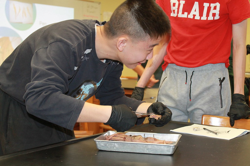 squid dissection