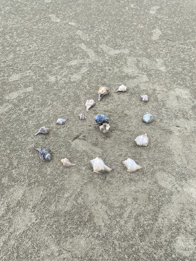 Picture of a lot of shells