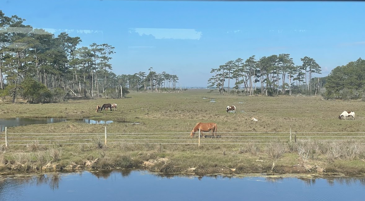 Picture of ponies on a field