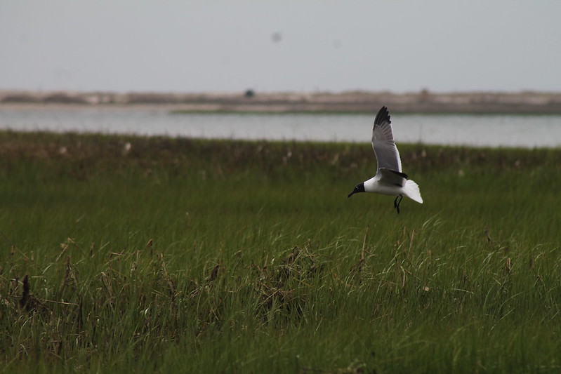 bird flying through intertidal zone