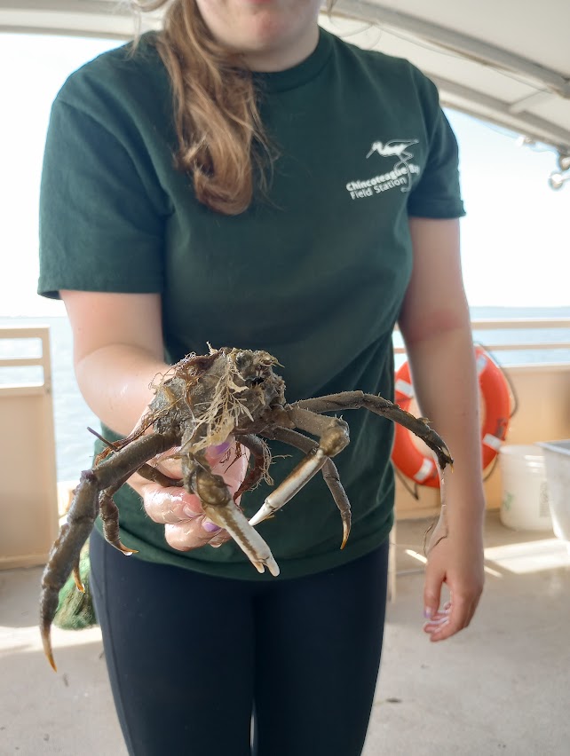 Picture of a spider crab