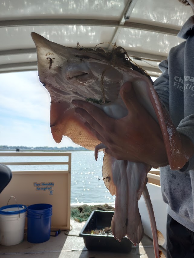 Picture of a stingray